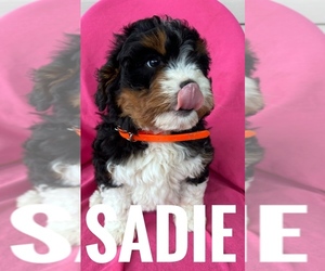 Medium Bernedoodle (Miniature)