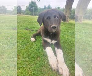 Mutt Dogs for adoption in Coldwater, MI, USA