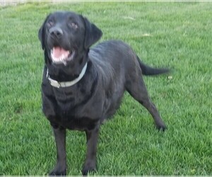 Labrador Retriever Puppy for sale in CATO, NY, USA