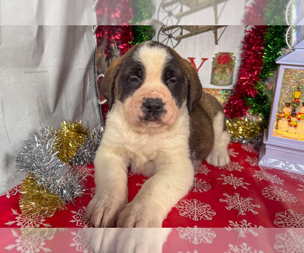 Medium Photo #7 Saint Bernard Puppy For Sale in ORWELL, OH, USA