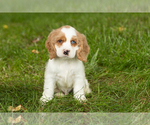 Small #1 Cocker Spaniel