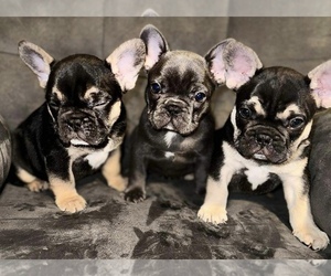 French Bulldog Puppy for Sale in FRONT ROYAL, Virginia USA
