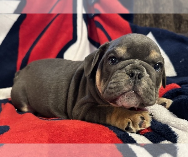 Medium Photo #1 Bulldog Puppy For Sale in HINTON, IA, USA