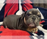 Small Bulldog