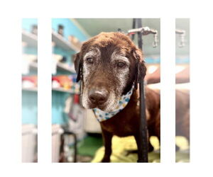 Labrador Retriever Dogs for adoption in Mooresville, NC, USA