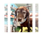 Small Labrador Retriever