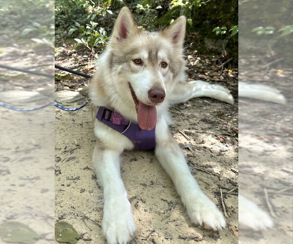 Medium Photo #4 Siberian Husky Puppy For Sale in Severn, MD, USA