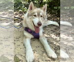 Small #3 Siberian Husky