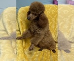 Small Photo #1 Poodle (Toy) Puppy For Sale in SPARTA, TN, USA