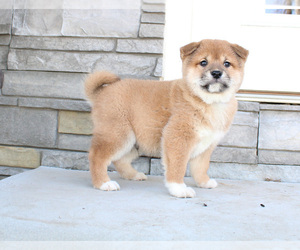 Shiba Inu Puppy for sale in CANTON, SD, USA
