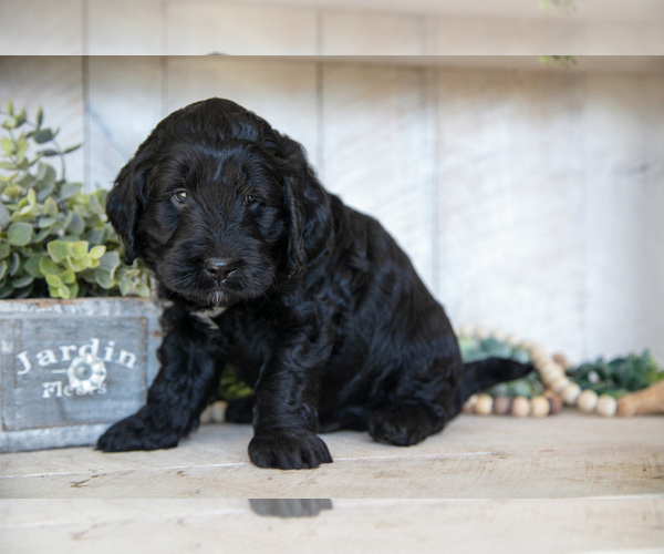 Medium Photo #3 Miniature Labradoodle Puppy For Sale in SUGARCREEK, OH, USA