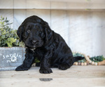Small #2 Miniature Labradoodle
