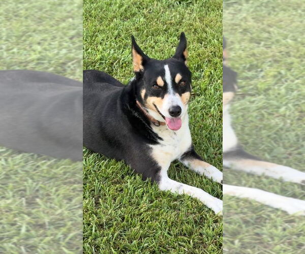 Medium Photo #4 Mutt Puppy For Sale in Abbeville, LA, USA