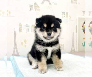 Shiba Inu Puppy for sale in DALLAS, TX, USA