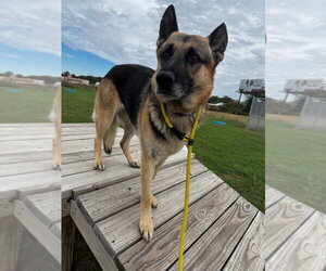 Vienna - Female German Shepherd Dog Dog for Adoption - Photo #2