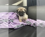 Small Photo #15 Pug Puppy For Sale in LITTLE FALLS, NJ, USA