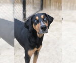 Small #4 Coonhound-Doberman Pinscher Mix