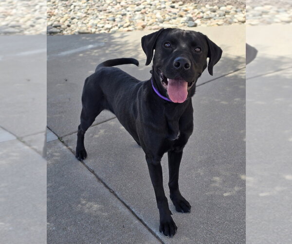 Medium Photo #6 Labrador Retriever-Unknown Mix Puppy For Sale in Lakewood, CO, USA