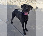 Small #5 Labrador Retriever Mix