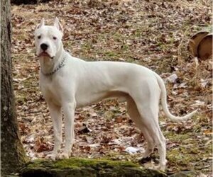 Father of the Dogo Argentino puppies born on 09/20/2023