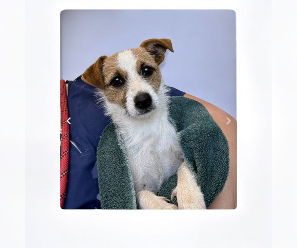 Medium Photo #6 Mutt Puppy For Sale in Vail, AZ, USA