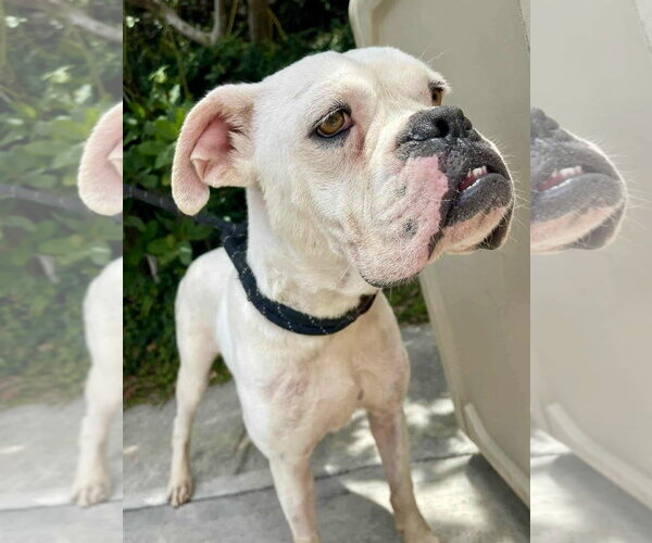 Medium Photo #1 Boxer Puppy For Sale in Dumont, NJ, USA