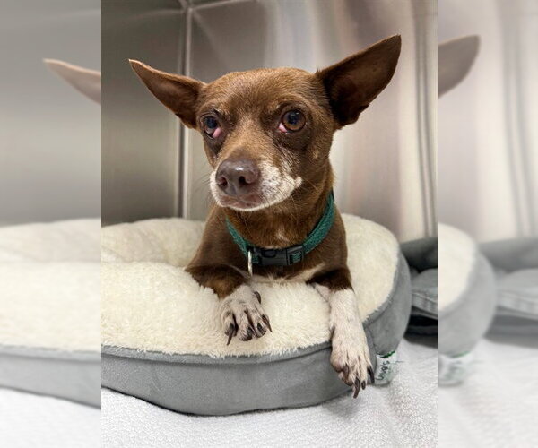 Medium Photo #1 Chihuahua Puppy For Sale in Naples, FL, USA