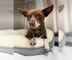 Small Chihuahua
