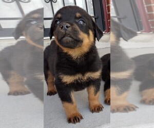 Rottweiler Puppy for sale in AURORA, CO, USA