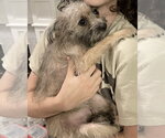 Small Photo #4 Mutt Puppy For Sale in Corona, CA, USA