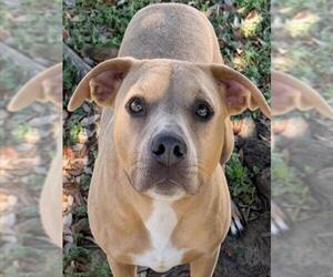 NALA - Female Mutt Dog for Adoption