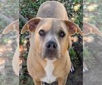 NALA - Female Mutt Dog for Adoption - Small photo