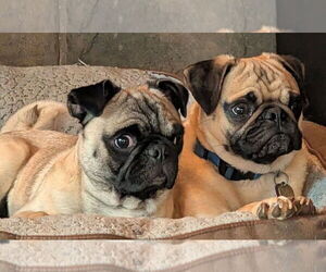 Pug Dogs for adoption in Bon Carbo, CO, USA