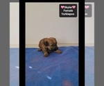 Skyler - Female Yorkipoo Puppy for Sale - Photo #2