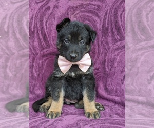 German Shepherd Dog Puppy for sale in KIRKWOOD, PA, USA
