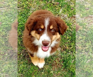 Australian Shepherd Puppy for sale in NEOSHO, MO, USA