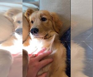 Golden Retriever Puppy for sale in BOONEVILLE, IA, USA