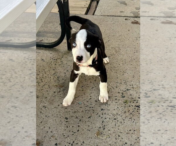 Medium Photo #4 Mutt Puppy For Sale in Mooresville, NC, USA