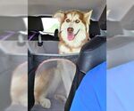 Small #1 Siberian Husky