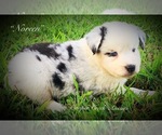 Small Photo #7 Miniature Australian Shepherd Puppy For Sale in SMITHVILLE, AR, USA
