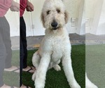 Small #2 Labradoodle