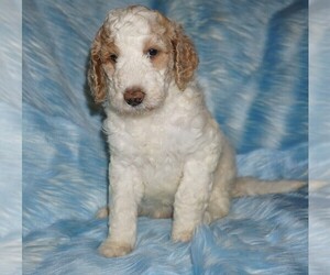 Labradoodle Puppy for sale in LA HABRA, CA, USA