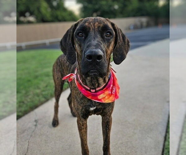 Medium Photo #1 Great Dane Puppy For Sale in Vail, AZ, USA