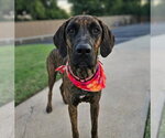 Small Great Dane