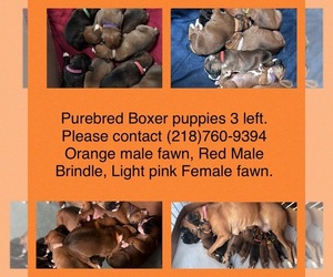 Boxer Puppy for Sale in SHEVLIN, Minnesota USA