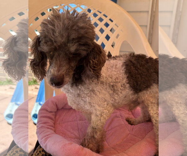 Medium Photo #3 Poodle (Miniature) Puppy For Sale in Pacolet, SC, USA
