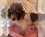 Small Photo #3 Poodle (Miniature) Puppy For Sale in Pacolet, SC, USA