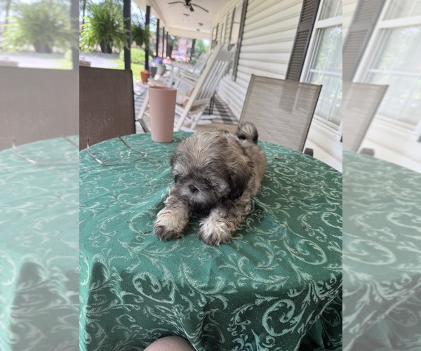 Medium Photo #4 Shih Tzu Puppy For Sale in CANTONMENT, FL, USA