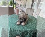 Small #3 Shih Tzu
