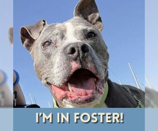 Medium Photo #3 Staffordshire Bull Terrier Puppy For Sale in Alameda, CA, USA
